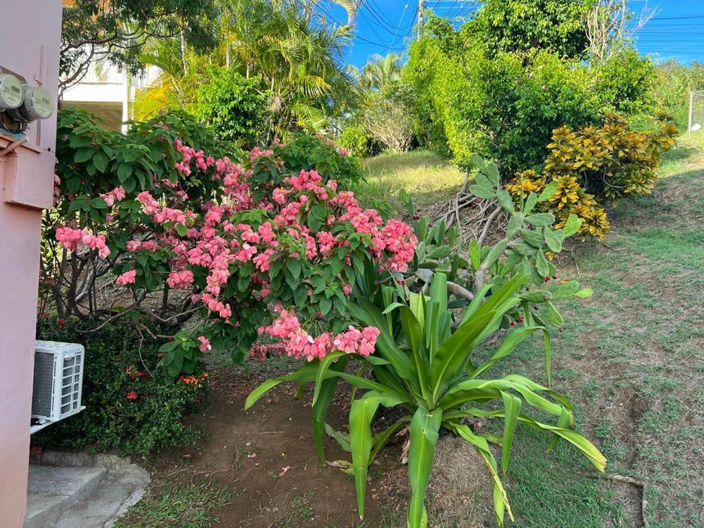 Chez Emmanuel Lejlighed Gros Islet Eksteriør billede